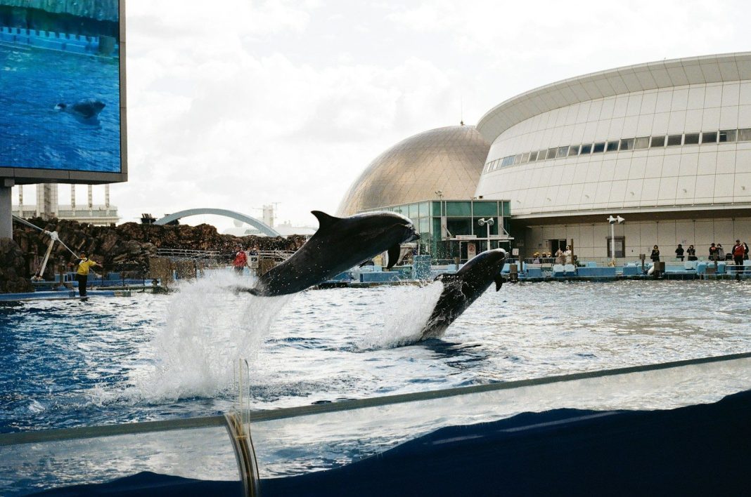 Two dolphins leaping from the water